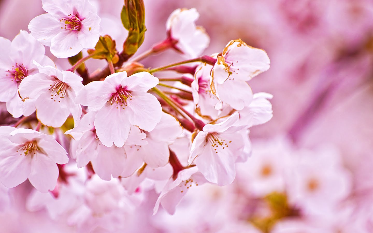cherry-blossom.jpg